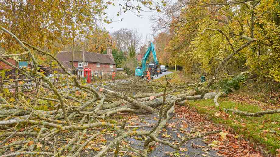 Clearing felled trees. Clearing felled trees.