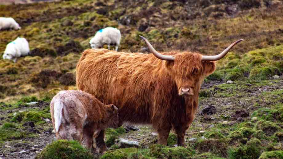 Highland cow with baby cow