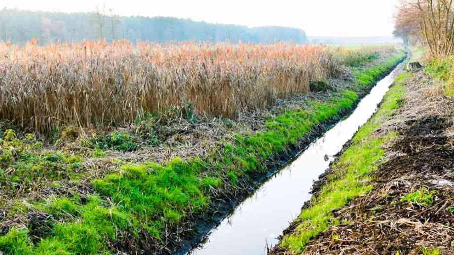 A swale A swale