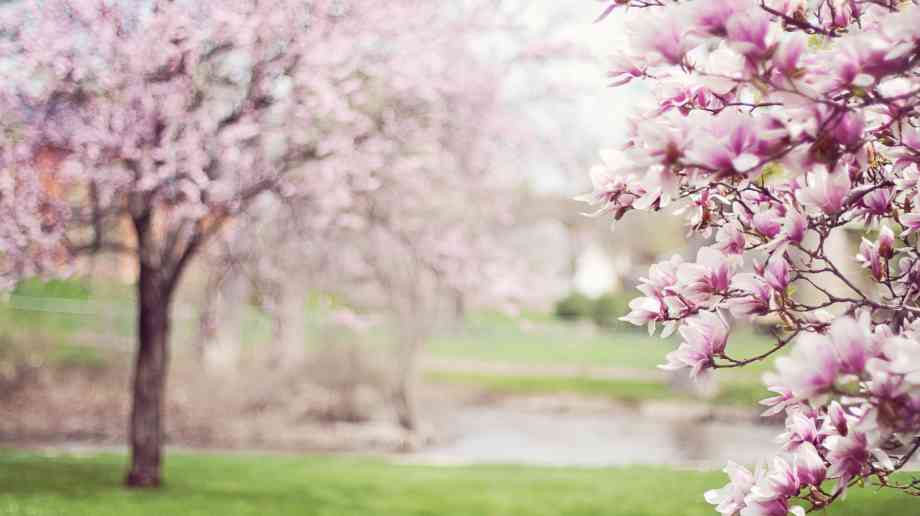 Greater protections for trees in urban areas