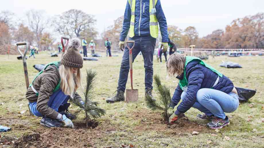 Trees – a vital link in urban stormwater management