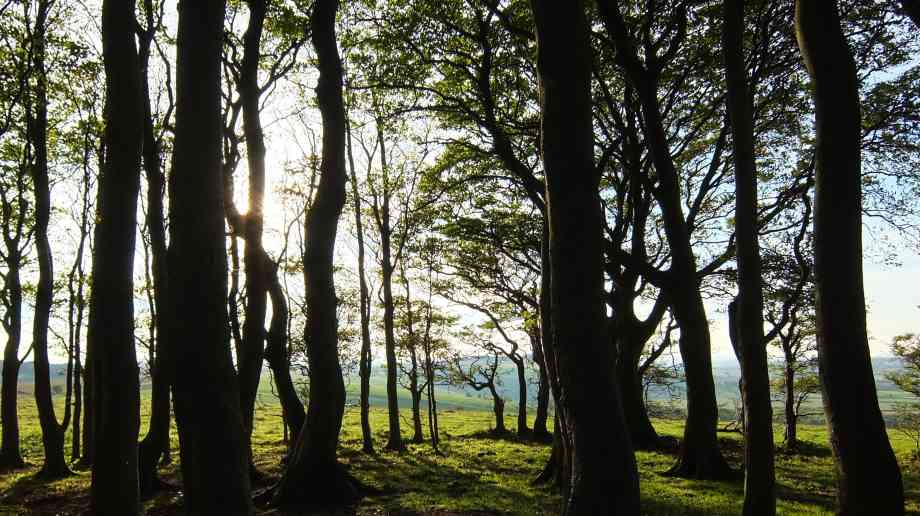 Charitable trust to run Newcastle’s parks